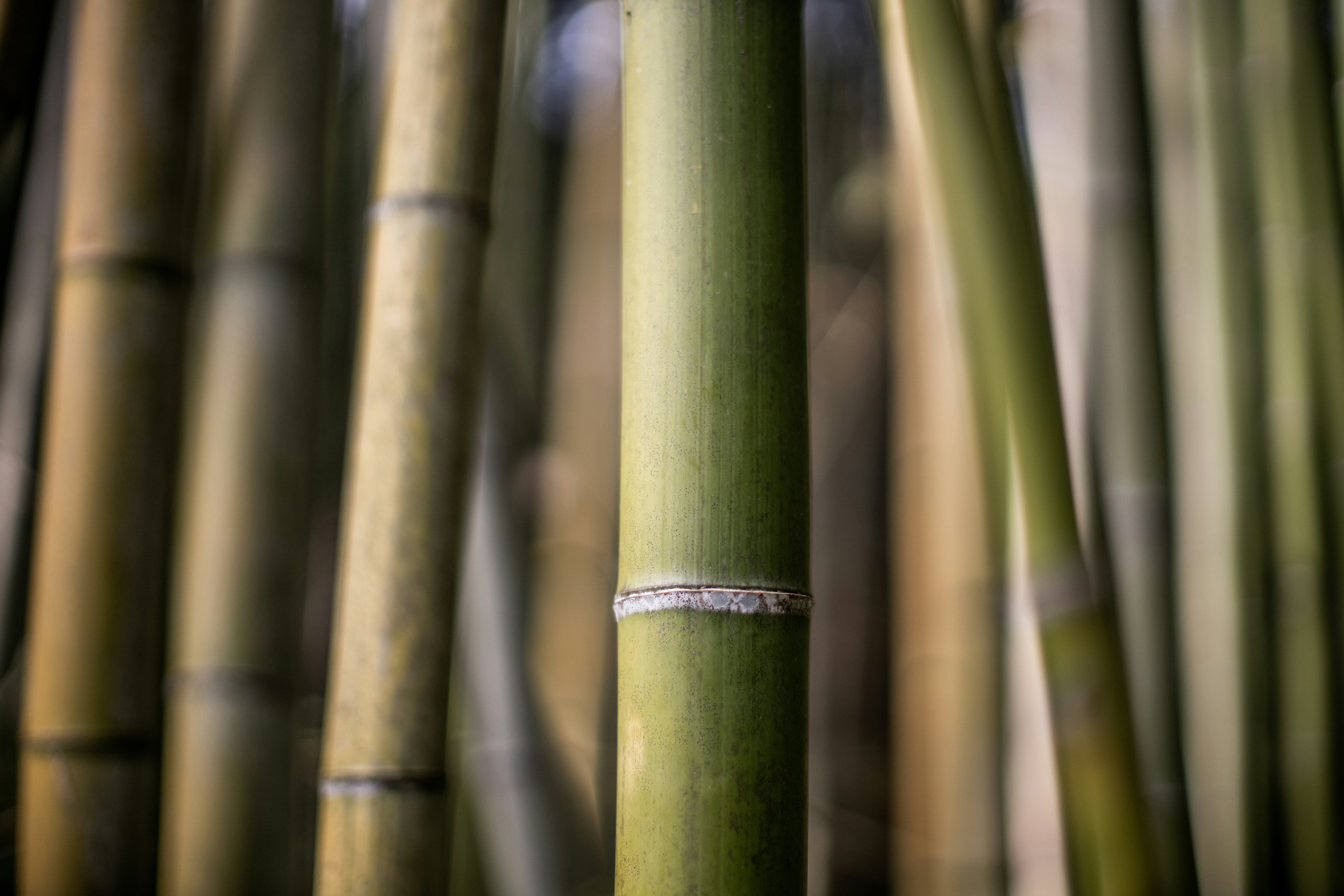 close up of bamboo stalks